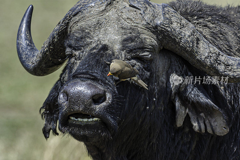 非洲水牛(Syncerus caffer)是一种大型撒哈拉以南非洲牛。Syncerus caffer caffer，开普敦水牛马赛马拉国家保护区，肯尼亚。只oxpecker